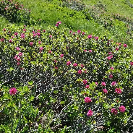 Berggasthof Schatzbergalm 여관 Thierbach